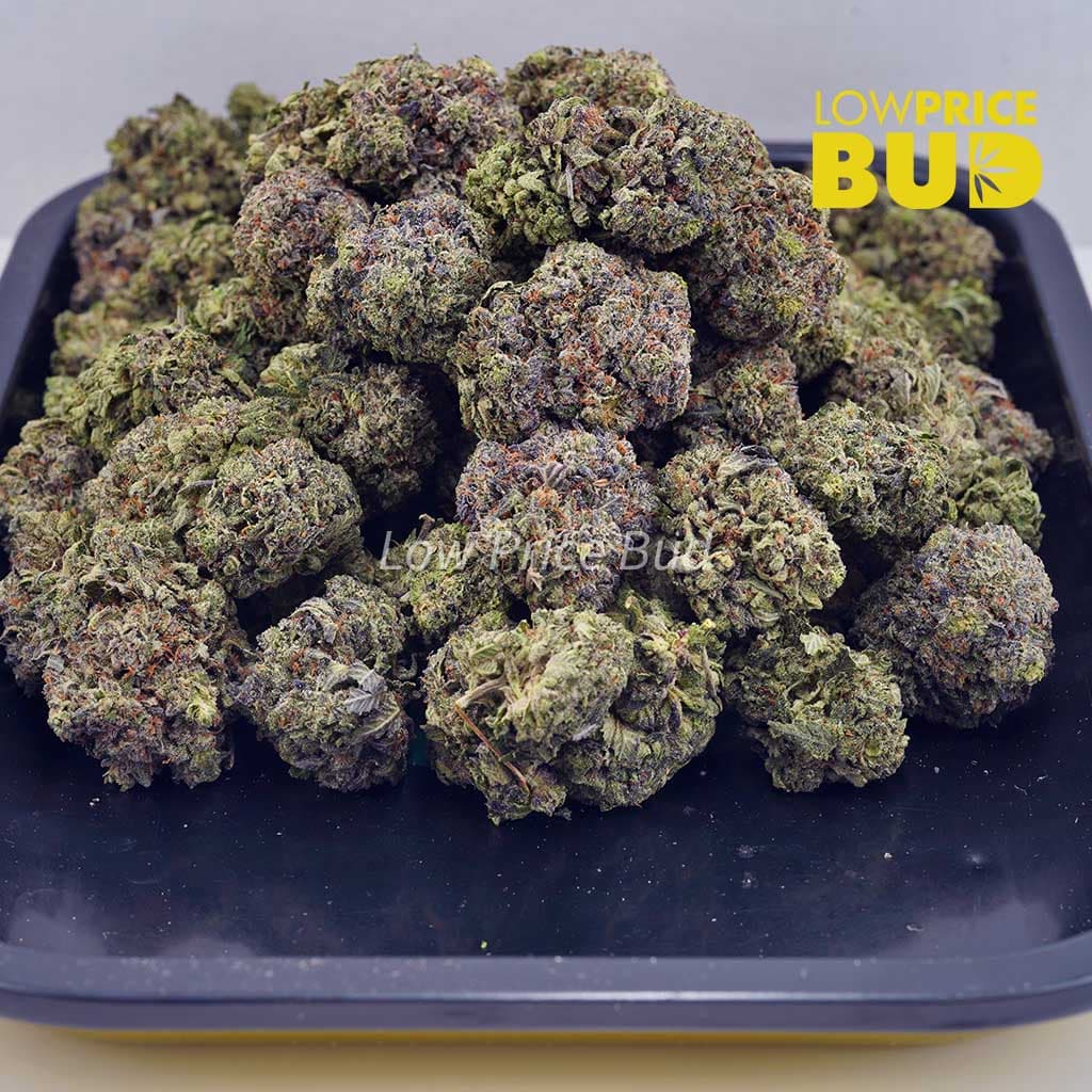 Jean Guy (AA) Buy Jean Guy (AA) online Canada