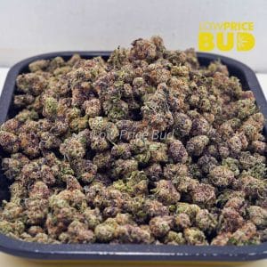 Buy Gummy Bearz (AAAA) – Popcorn Nugs online Canada