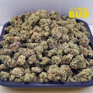 Buy Pineapple Skunk (AAAA) – Popcorn Nugs online Canada