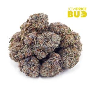 Mint Chocolate Chip (AAAA) Buy Mint Chocolate Chip (AAAA) online Canada