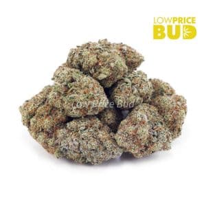 King Louie XIII (AA) Buy King Louie XIII (AA) online Canada