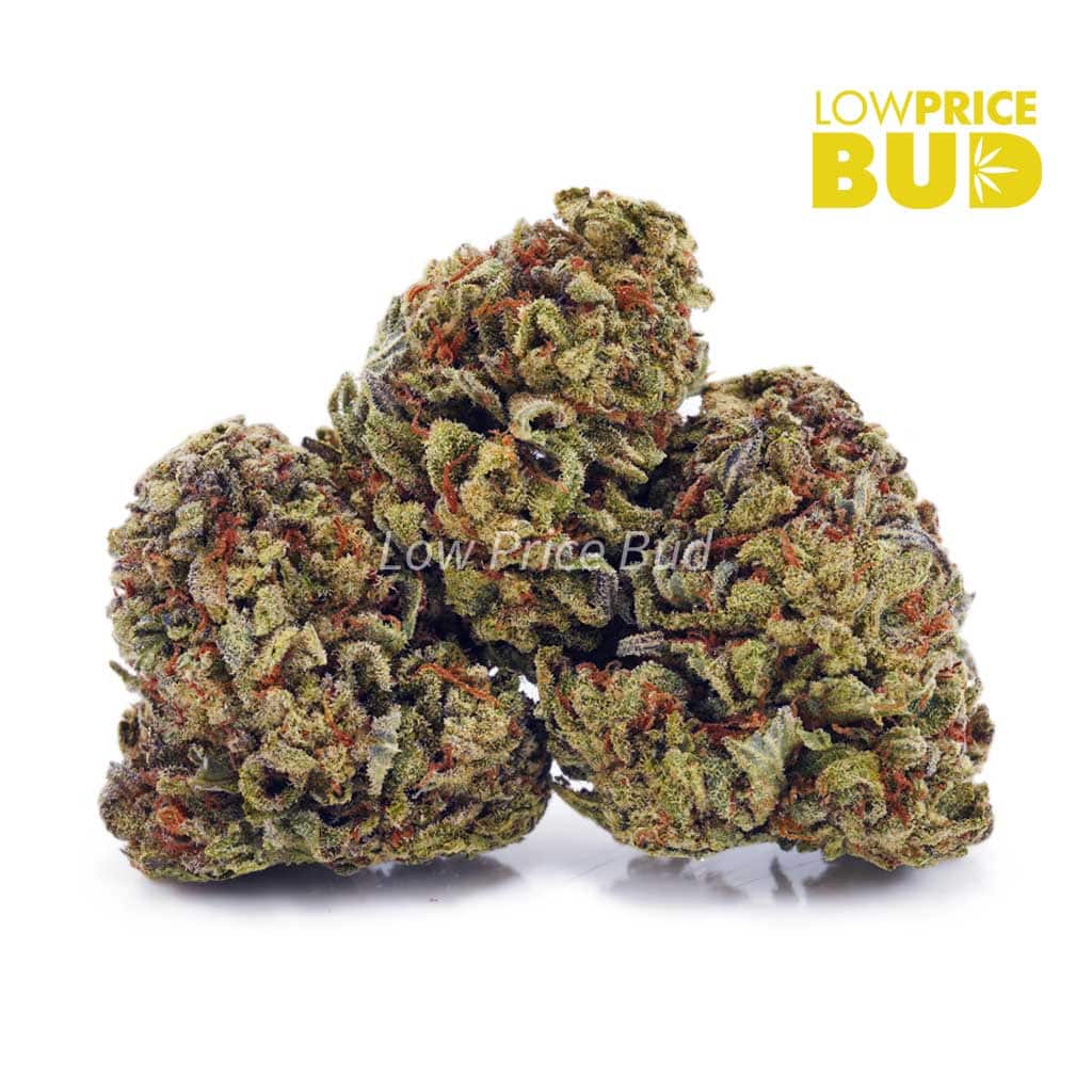 Afghan Horseman (Greenhouse) (AA) Buy Afghan Horseman (Greenhouse) (AA) online Canada