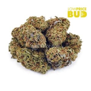 Buy Afghan Horseman (Greenhouse) (AA) online Canada