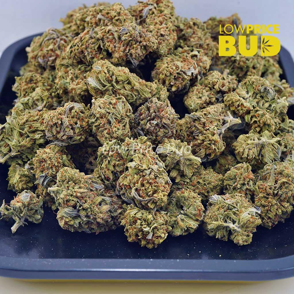 Afghan Horseman (Greenhouse) (AA) Buy Afghan Horseman (Greenhouse) (AA) online Canada