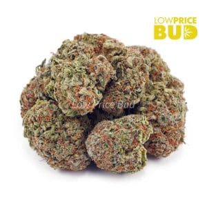 Island Kush (AA) Buy Island Kush (AA) online Canada