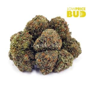 Maui Wowie (AA) Buy Maui Wowie (AA) online Canada