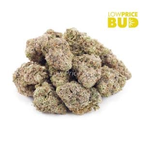 Miracle Alien Cookies (Craft Cannabis) Buy Miracle Alien Cookies (Craft Cannabis) online Canada
