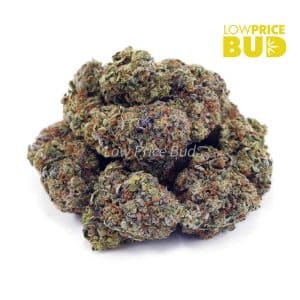 Pink Bubba (AAA) Buy Pink Bubba (AAA) online Canada