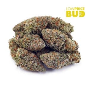 Buy ACDC (AA) online Canada