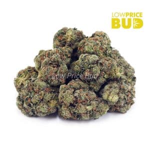 Buy Grease Monkey (AA) online Canada