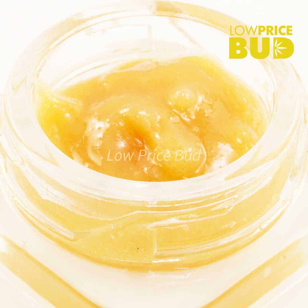 Caviar – Hindu Skunk Buy Caviar – Hindu Skunk online Canada