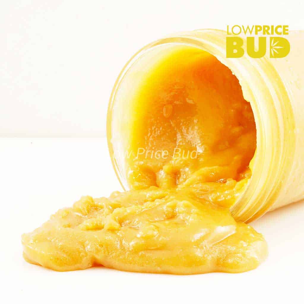 Caviar – Hindu Skunk Buy Caviar – Hindu Skunk online Canada