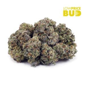 Blackberry Kush (AAA) Buy Blackberry Kush (AAA) online Canada