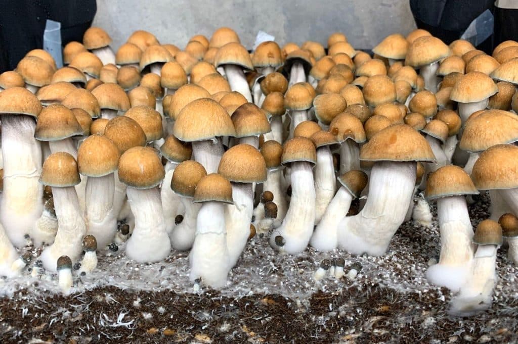 Penis Envy Mushrooms banner