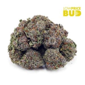 Alaskan Thunder Fuck (AAA) Buy Alaskan Thunder Fuck (AAA) online Canada