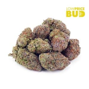 Nirvana (AAA) Buy Nirvana (AAA) online Canada