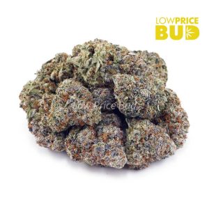 Buy Scooby Snacks (AAA) online Canada