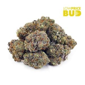 Buy Jean Guy (AAAA) online Canada