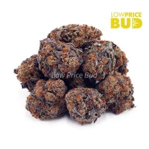 Gummy Bearz (AAAA) Buy Gummy Bearz (AAAA) online Canada