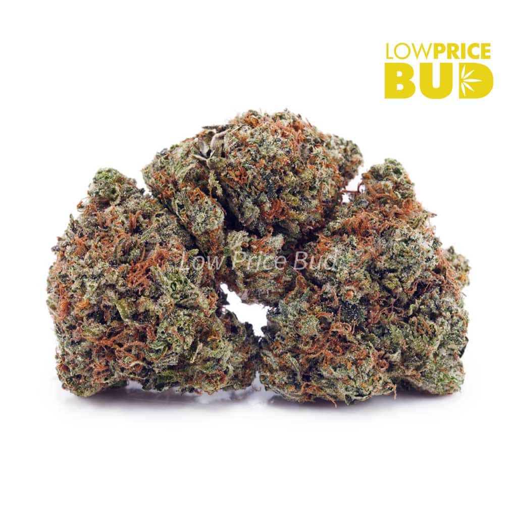 Snowman (AA) Buy Snowman (AA) online Canada