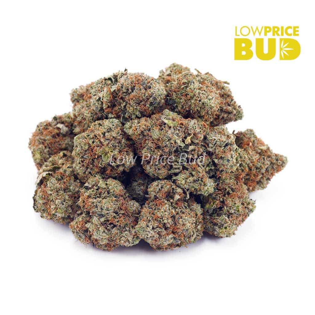 Snowman (AA) Buy Snowman (AA) online Canada