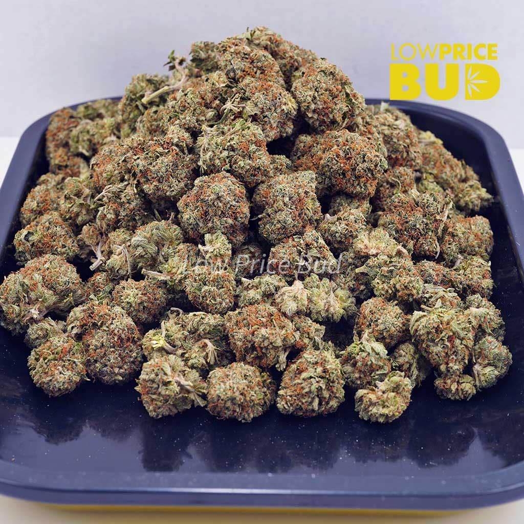 Snowman (AA) Buy Snowman (AA) online Canada