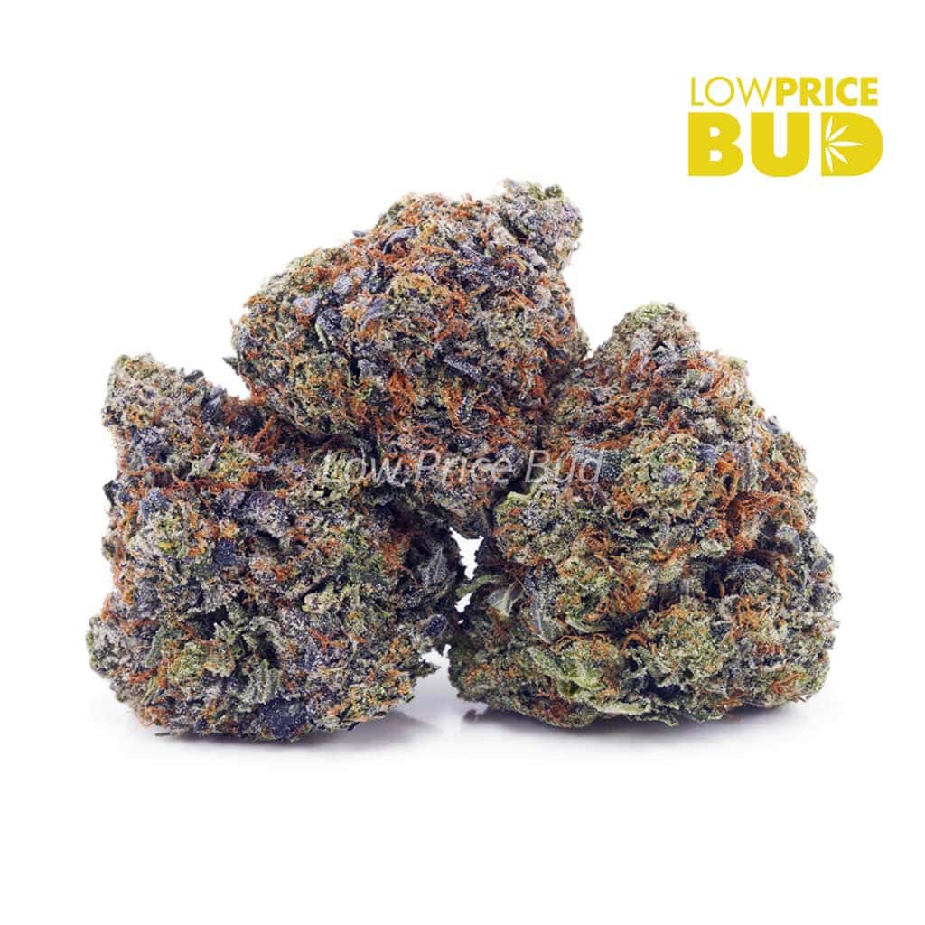 Pink Gas Mask (Craft Cannabis) Buy Pink Gas Mask (Craft Cannabis) online Canada