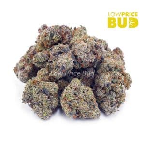 Snowman (AA) Buy Snowman (AA) online Canada