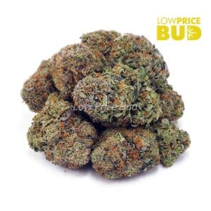 Master Kush Ultra (AAAA) Buy Master Kush Ultra (AAAA) online Canada