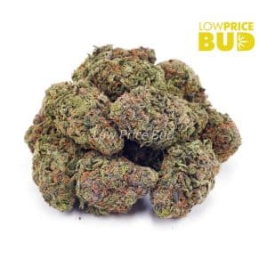 Buy Maui Wowie (AA) online Canada