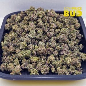 Buy Astro Pink (AAAA) – Popcorn Nugs online Canada
