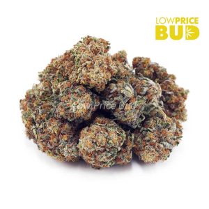 Buy Amnesia Haze (AA) online Canada