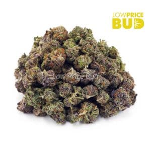 Shiva Skunk (AAAA) – Popcorn Nugs Buy Shiva Skunk (AAAA) – Popcorn Nugs online Canada