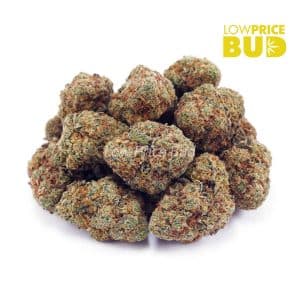 Columbian Gold (AA) Buy Columbian Gold (AA) online Canada