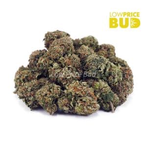 Blueberry Stomper (AAA) Buy Blueberry Stomper (AAA) online Canada