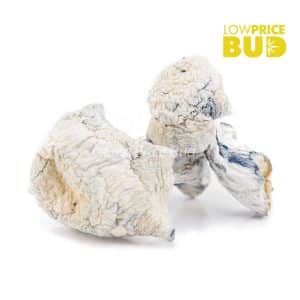 Buy Mushrooms – Albino Makilla Gorilla (Exotic) online Canada