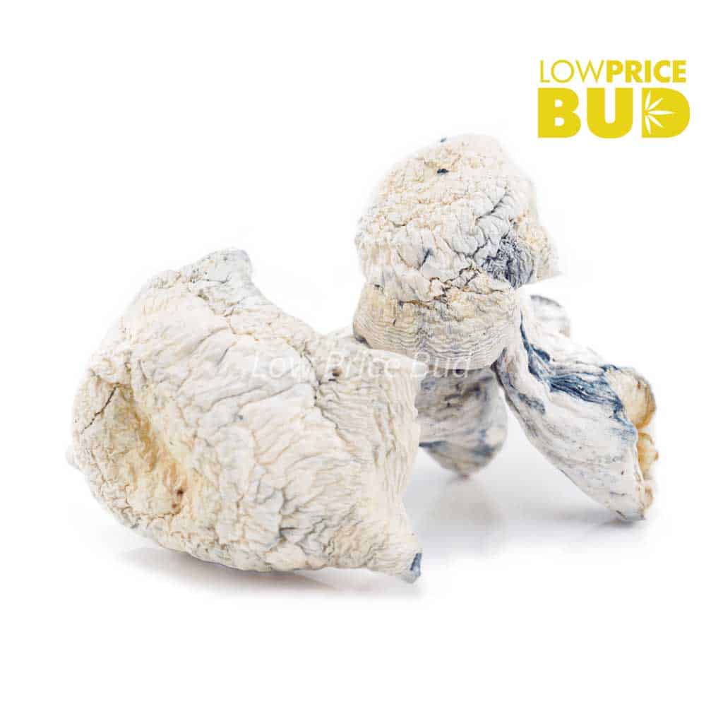 Mushrooms – Albino Makilla Gorilla (Exotic) Buy Mushrooms – Albino Makilla Gorilla (Exotic) online Canada