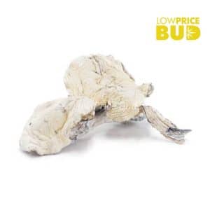 Mushrooms – Extraterrestrial (Exotic) Buy Mushrooms – Extraterrestrial (Exotic) online Canada