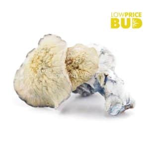 Mushrooms – Flipper (Exotic) Buy Mushrooms – Flipper (Exotic) online Canada