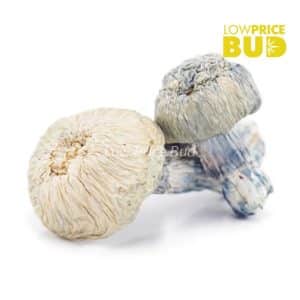 Buy Mushrooms – Jack Frost (Exotic) online Canada