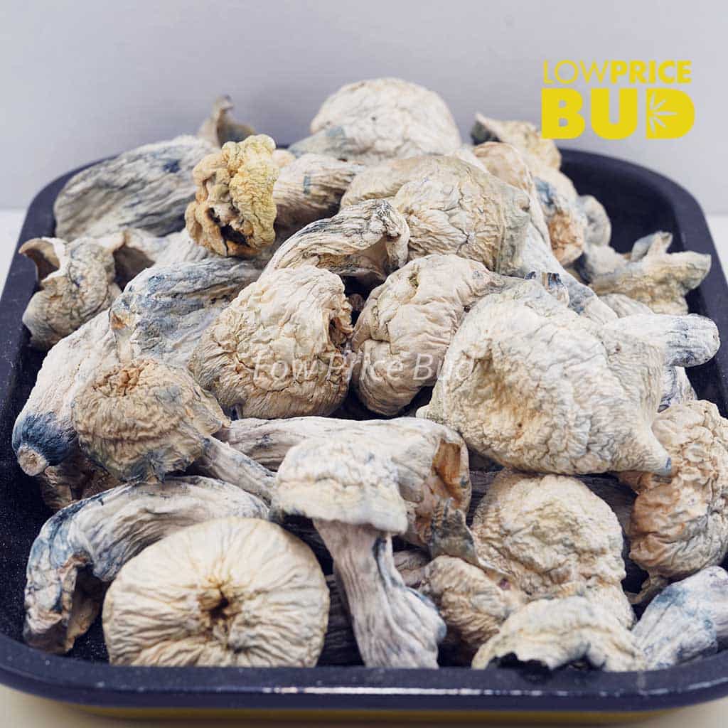 Mushrooms – Albino Makilla Gorilla (Exotic) Buy Mushrooms – Albino Makilla Gorilla (Exotic) online Canada