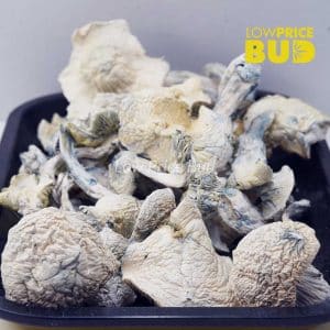 Mushrooms – Albino Teacher (Exotic) Buy Mushrooms – Albino Teacher (Exotic) online Canada