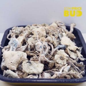 Mushrooms – Extraterrestrial (Exotic) Buy Mushrooms – Extraterrestrial (Exotic) online Canada