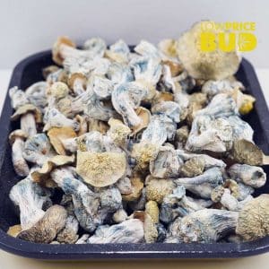 Mushrooms – Flipper (Exotic) Buy Mushrooms – Flipper (Exotic) online Canada