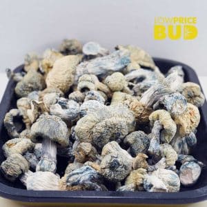 Mushrooms – Jack Frost (Exotic) Buy Mushrooms – Jack Frost (Exotic) online Canada