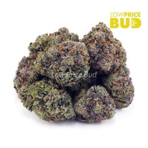 Tom Ford Pink Kush (Craft Cannabis) Buy Tom Ford Pink Kush (Craft Cannabis) online Canada