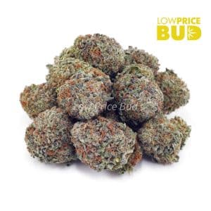 King Louie XIII (AA) Buy King Louie XIII (AA) online Canada