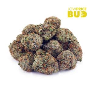 Buy Candyland (AAA) online Canada