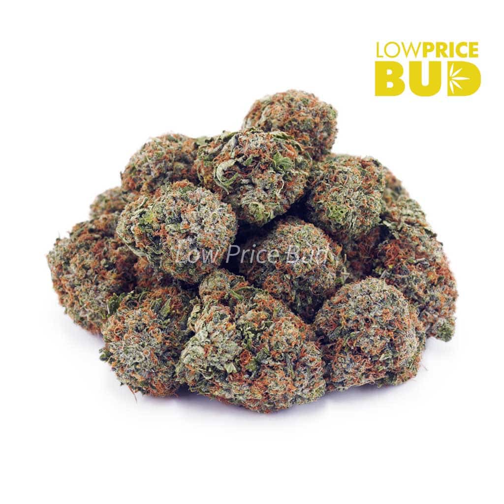Candyland (AAA) Buy Candyland (AAA) online Canada
