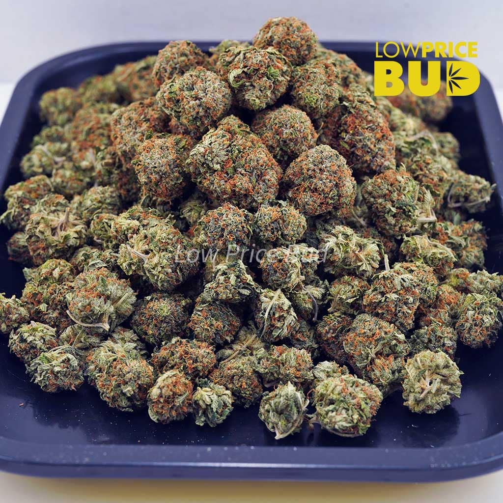Candyland (AAA) Buy Candyland (AAA) online Canada